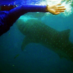 Swim with Whalesharks in Oslob, South Cebu!