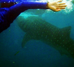 Swim with Whalesharks in Oslob, South Cebu!