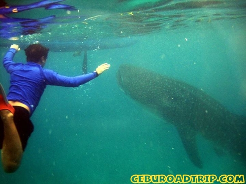 whale shark oslob cebu